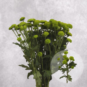 Chrysanthemums Green Ball 5 stems per bunch