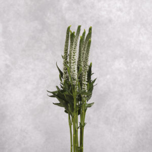 Veronica White 10 stems per bunch