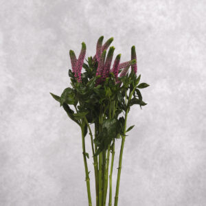 Veronica Pink 10 stems per bunch