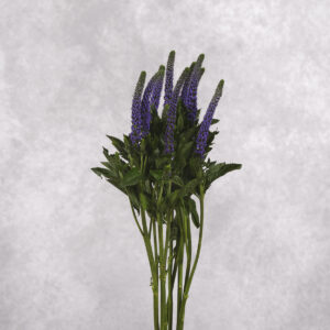 Veronica Blue 10 stems per bunch