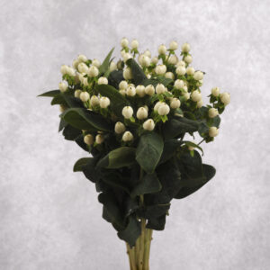 Hypericum Berries White 10 stem bunches
