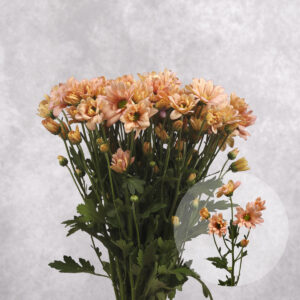 Chrysanthemums Peach 5 stems per bunch