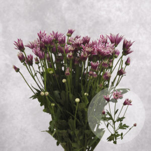 Chrysanthemums Purple Variegated Spider 5 stem bunches