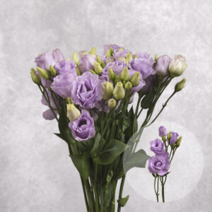 Lisianthus Lavender 5 stems per bunch