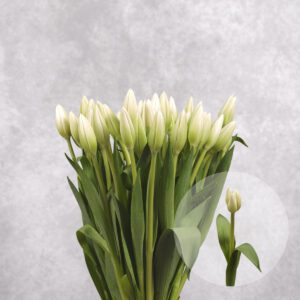 Tulips White 10 stems per bunch