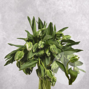 Tulips Double Parrot Green 10 stems per bunch