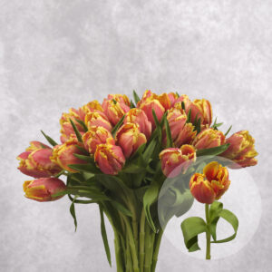 Tulips Parrot Coral/Yellow 10 stems per bunch