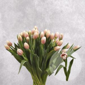Tulips Blush 10 stems per bunch