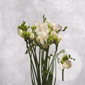 Freesia Blush 10 stems per bunch