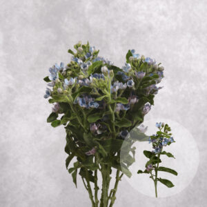 Tweedia Blue (Oxypetalum) 5 stems per bunch