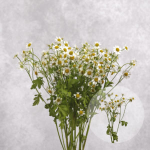 Matricaria (Tanacetum) White/Yellow 5 stems per bunch