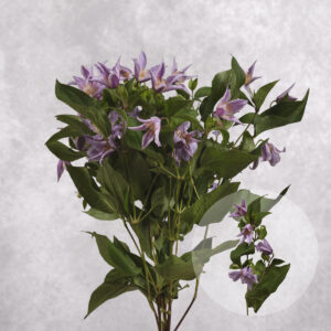 Clematis Lavender 5 stems per bunch