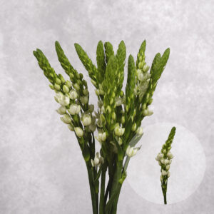 Ornithogalum Large White 5 stems per bunch