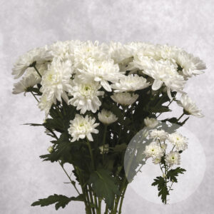 Chrysanthemums White Flat 5 stems per bunch