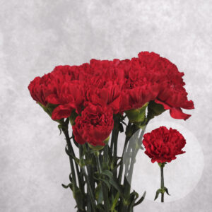 Carnations Red Large 10 stems per bunch