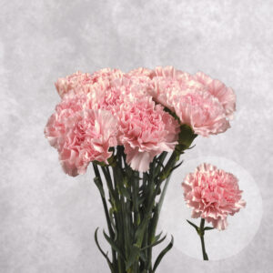 Carnations Light Pink Large 10 stems per bunch
