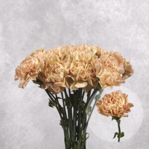 Carnations Peach Large 10 stems per bunch