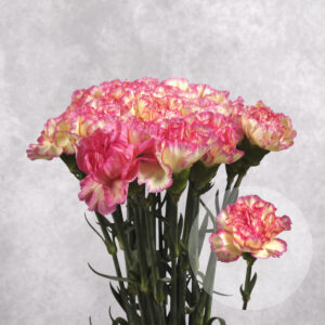 Carnations Pink/Cream Large 10 stems per bunch