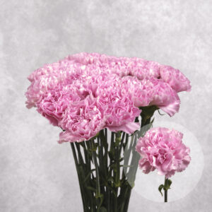 Carnations Pink Large 10 stems per bunch