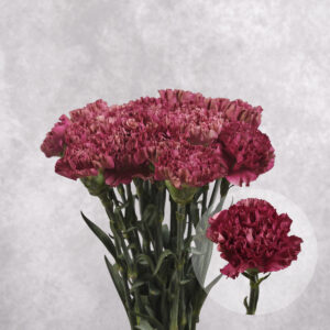 Carnations Plum Large 10 stems per bunch