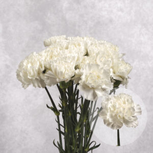 Carnations White Large 10 stems per bunch