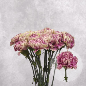 Carnations Mauve Large 10 stems per bunch
