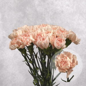 Carnations Cream Large 10 stems per bunch