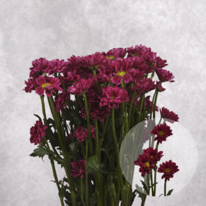 Chrysanthemums Burgundy Mini 5 stems per bunch