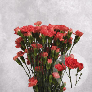 Carnations Orange Mini 10 stems per bunch