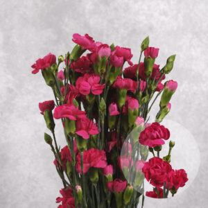 Carnations Hot Pink Mini 10 stems per bunch