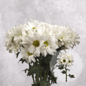Chrysanthemums White Daisies (Yellow Center) 5 stems per bunch