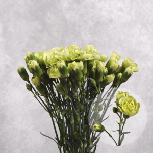 Carnations Green Mini 10 stems per bunch