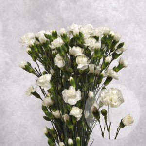 Carnations White Mini 10 stems per bunch