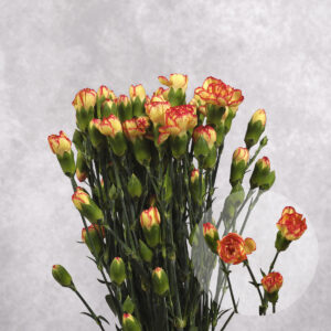Carnations Bicolour Mini 10 stems per bunch