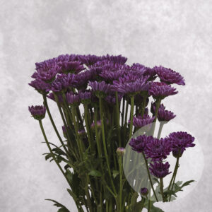 Chrysanthemums Purple Flat 5 stems per bunch