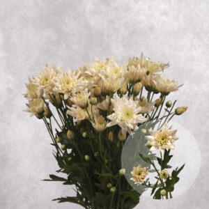Chrysanthemums Peach Flat 5 stems per bunch