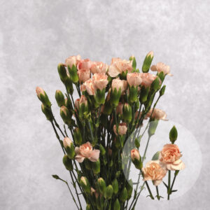 Carnations Peach Mini 10 stems per bunch