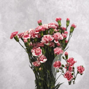 Carnations Bicolour Mini 10 stems per bunch