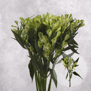 Alstroemeria White Pearl 10 stems per bunch