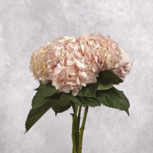 Hydrangea Light Pink per stem
