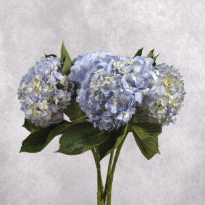 Hydrangea Light Blue per stem