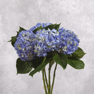 Hydrangea Dark Blue per stem