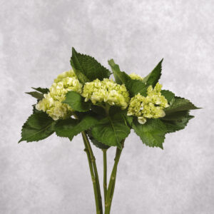 Hydrangea Green Mini per stem