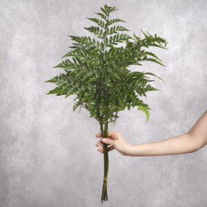 Leather Fern 5 stems per bunch