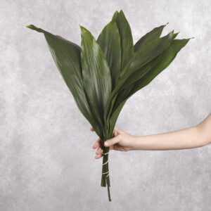 Aspidistra leaves 3 stems per bunch
