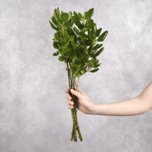 Pittisporum Green 3 stems per bunches