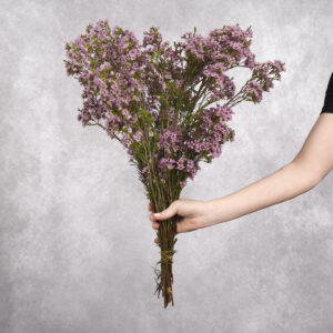 Waxflower Purple sold by the bunch