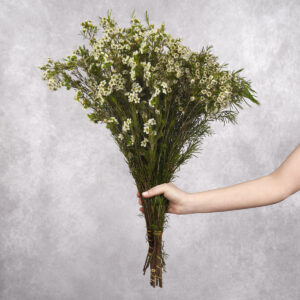 Waxflower White sold by the bunch