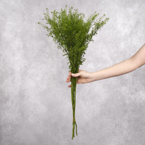 Bells Green (Thlaspi) by the bunch