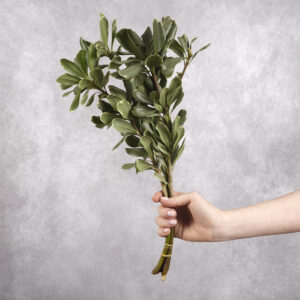 Variegated Pittisporum per bunch